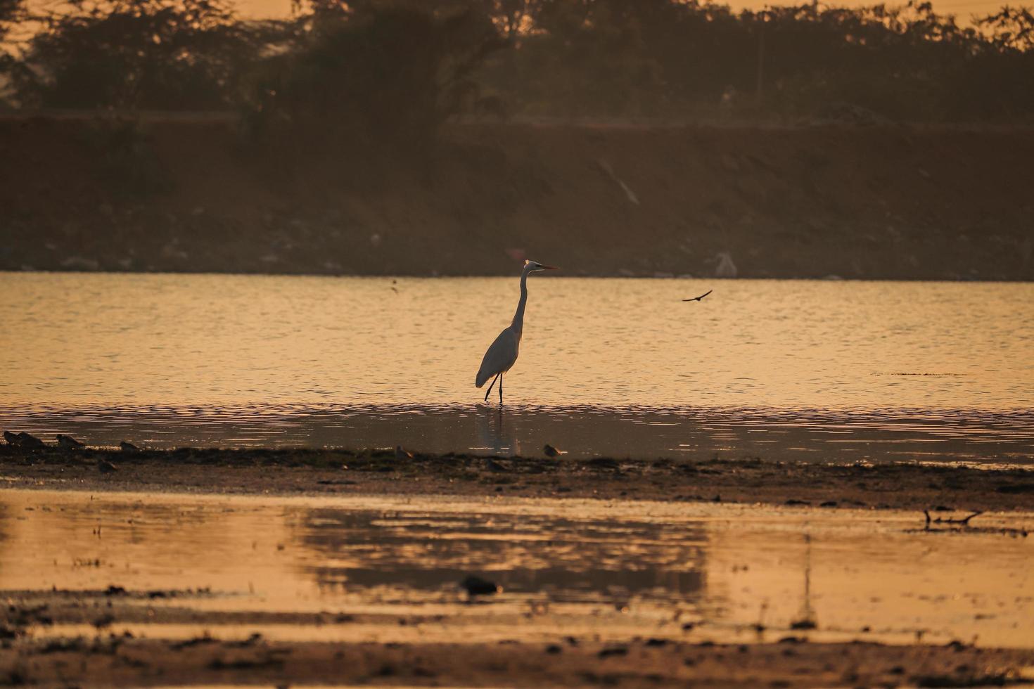 vogel wandelen in het water, vliegende vogels, uitzicht op de zonsondergang aan het meer foto