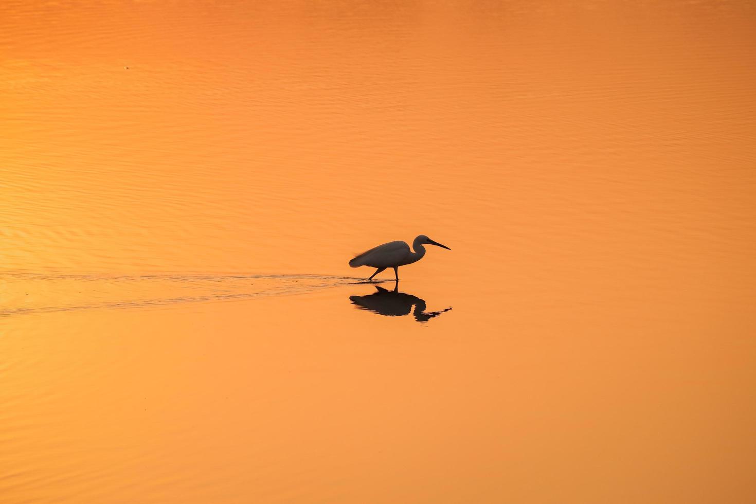vogel wandelen in het water, vliegende vogels, uitzicht op de zonsondergang aan het meer foto