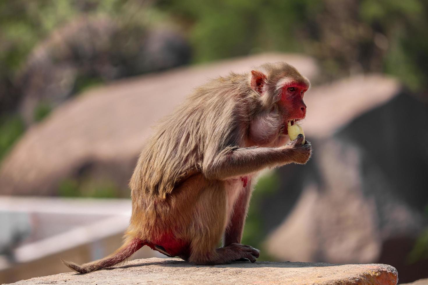 rhesus makaak aap, aap zittend op de muur, banaan etend foto