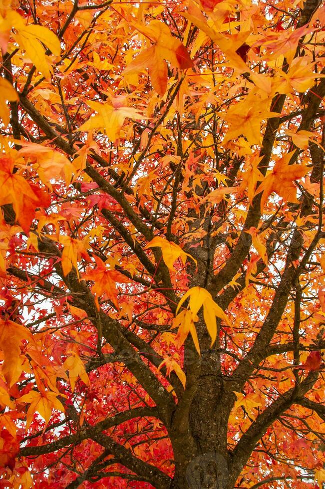 de natuurlijk schoonheid van herfst kleuren en vallend bladeren foto