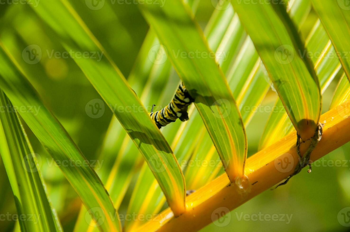 kleurrijk vlinder larven in een fabriek foto