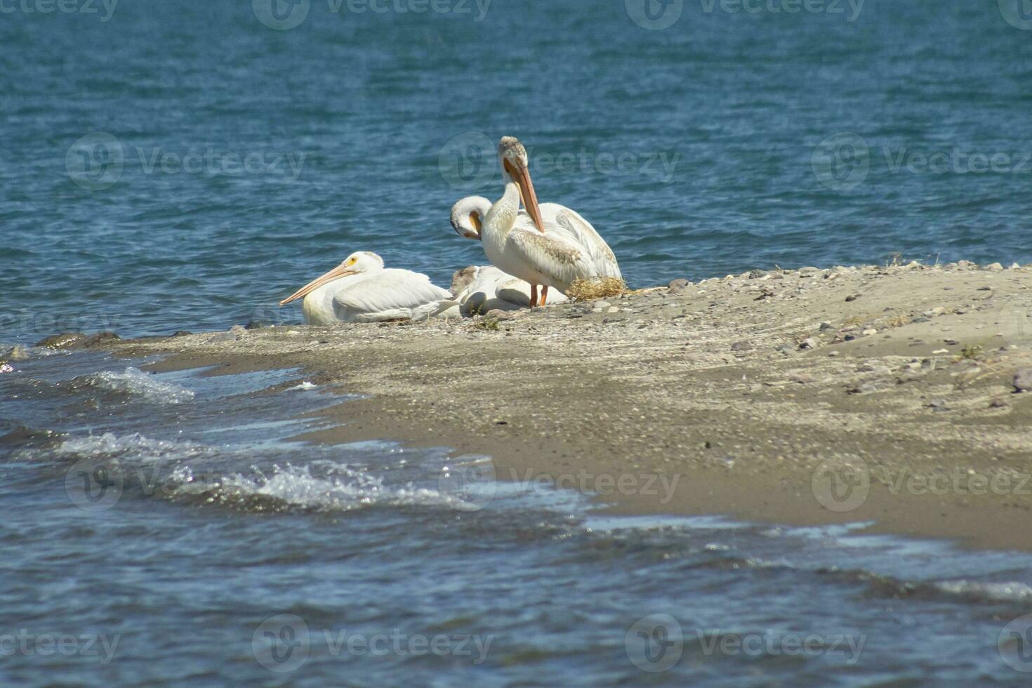 Amerikaanse witte pelikanen foto