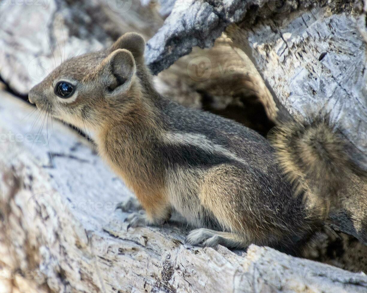 chipmunk in Bryce Ravijn nationaal park foto