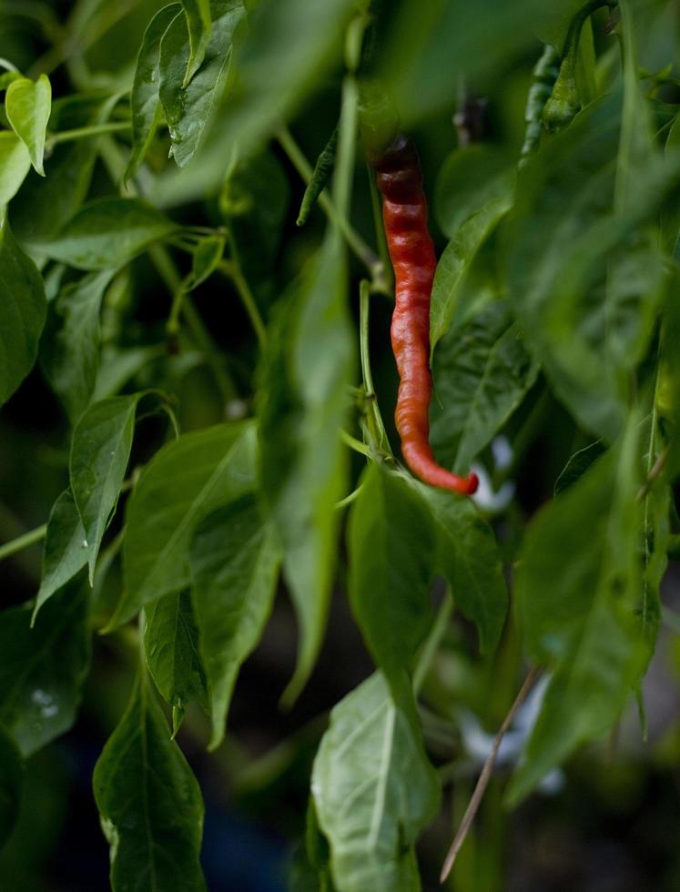 detail van een rode chilipeper in het midden van groene bladeren, spanje foto