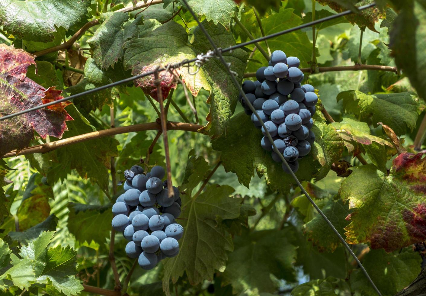 zwarte druif in de wijngaarden van murcia, spanje foto