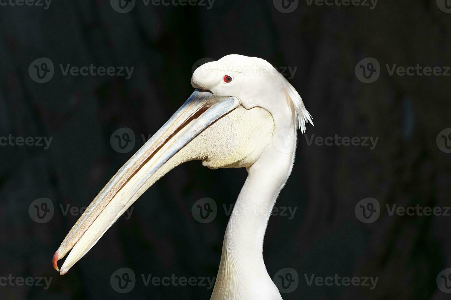 Super goed wit pelikaan in zonlicht foto