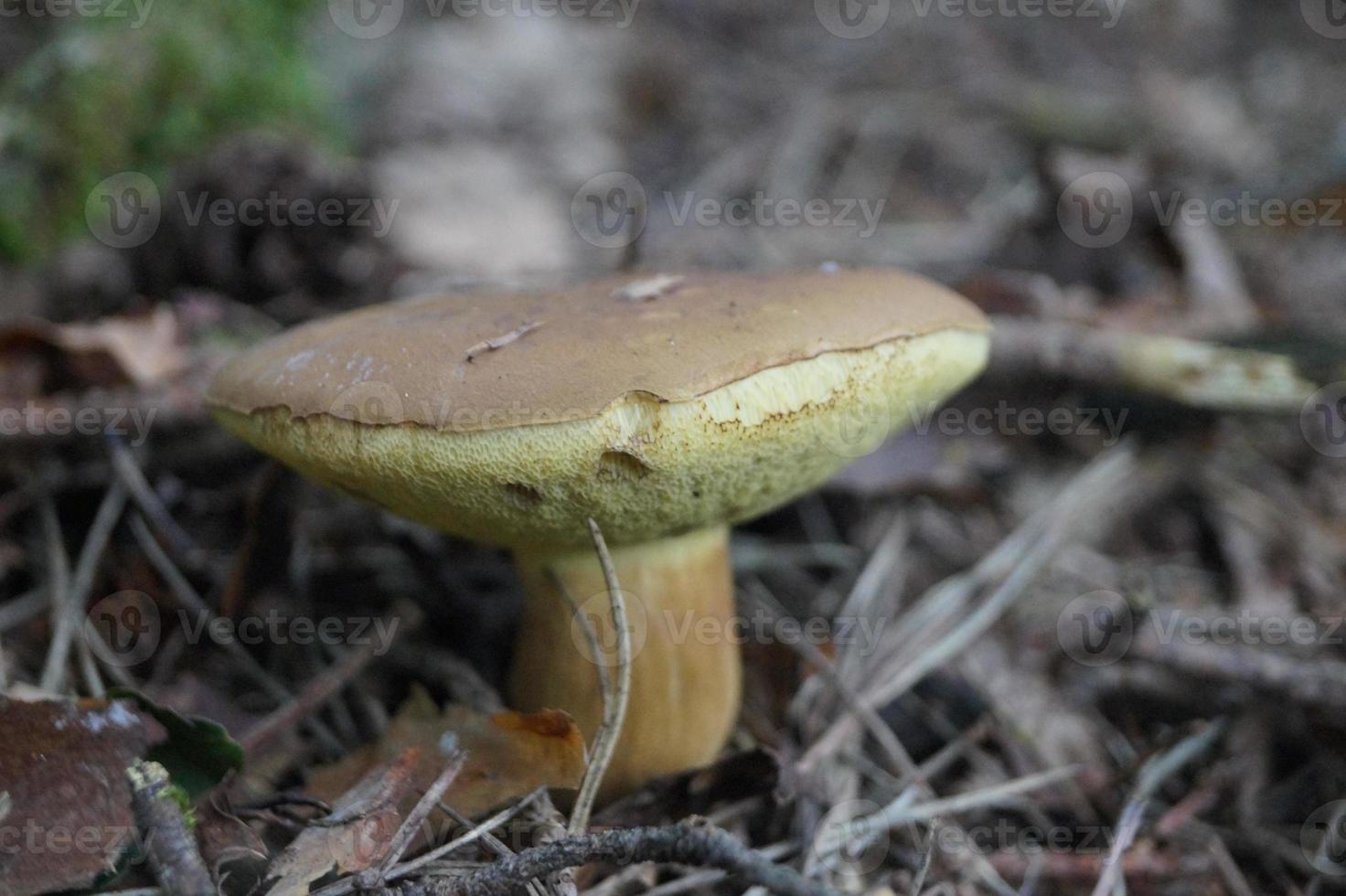 paddenstoelen uit de grond van een bos foto