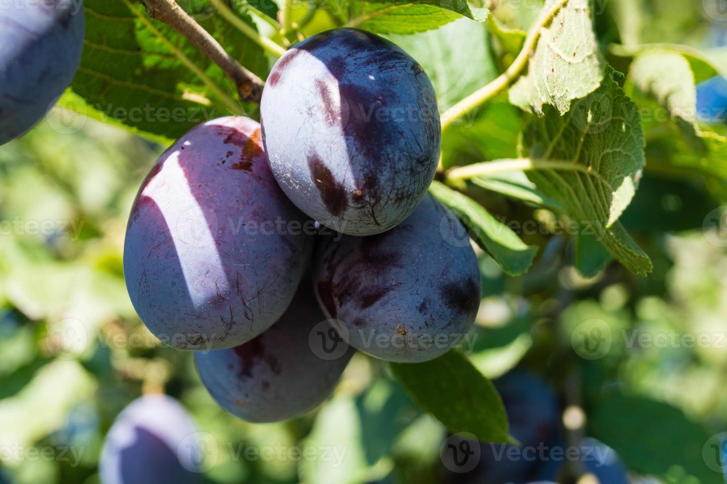 pruim - prunus domestica naast hamburg foto