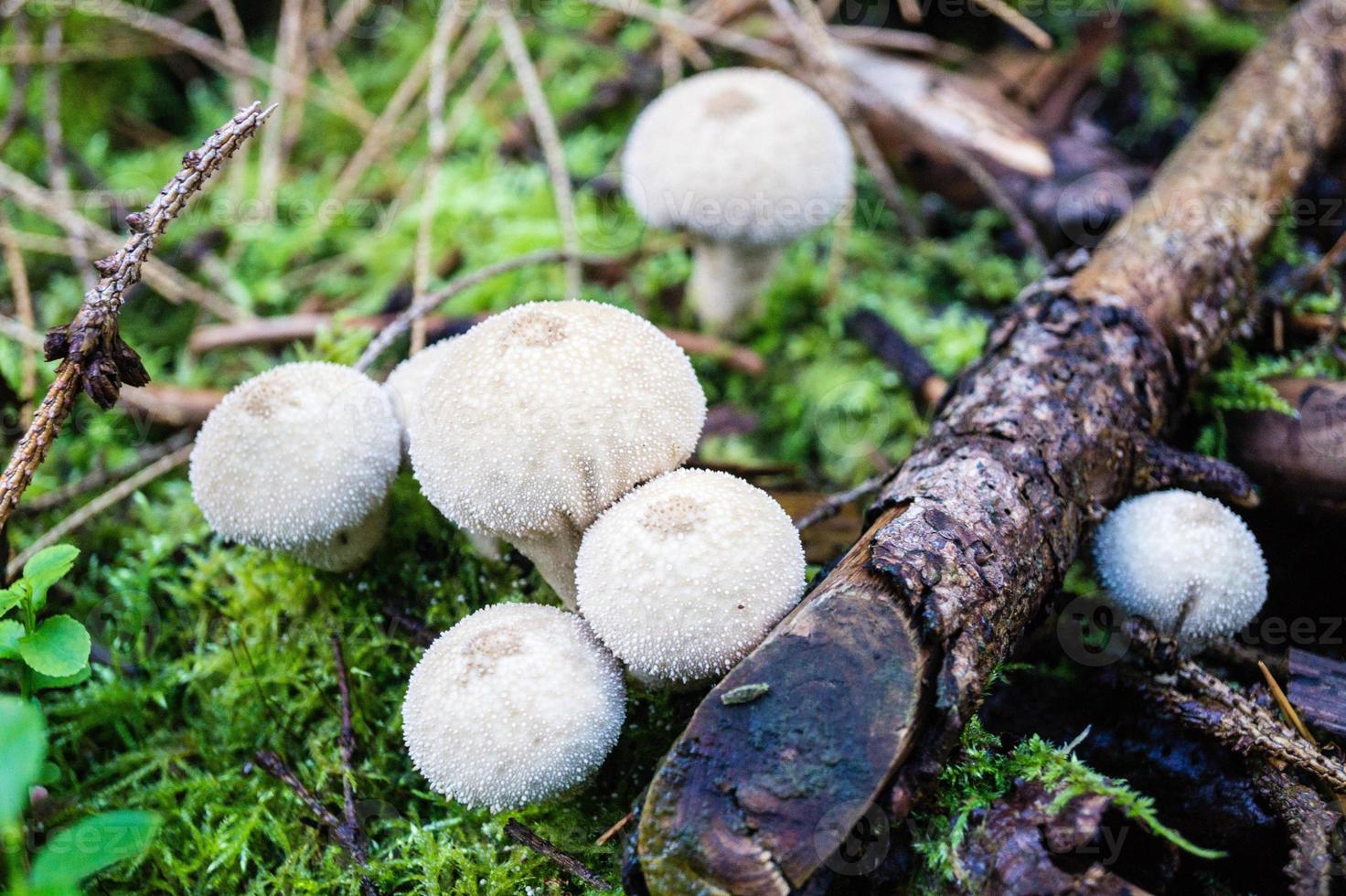 paddenstoelen uit de grond van een bos foto