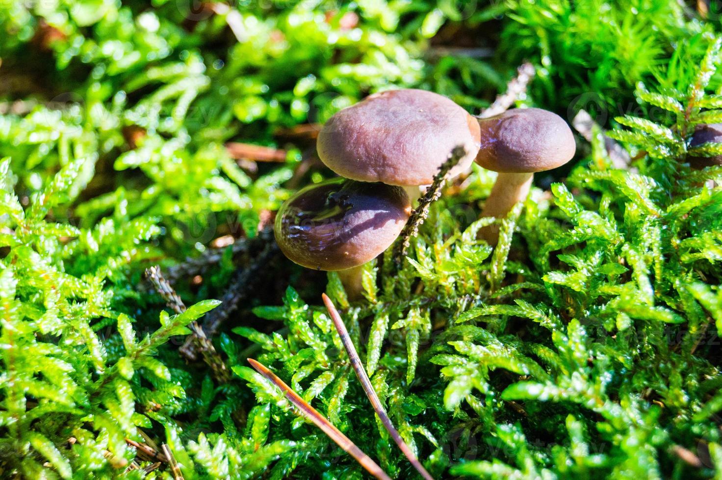 paddenstoelen uit de grond van een bos foto