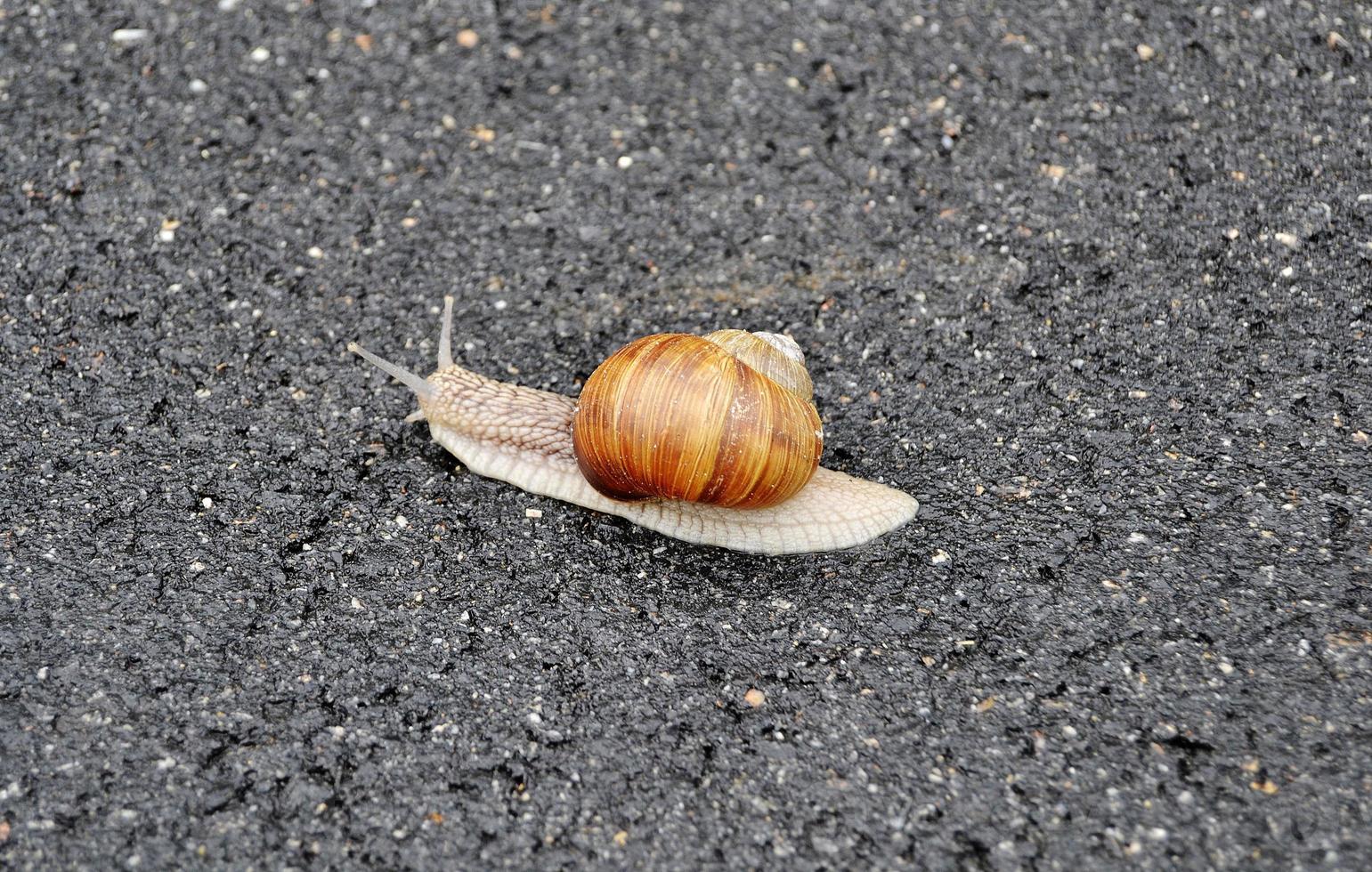 grote tuinslak in schelp kruipend op natte weg, haast je naar huis foto