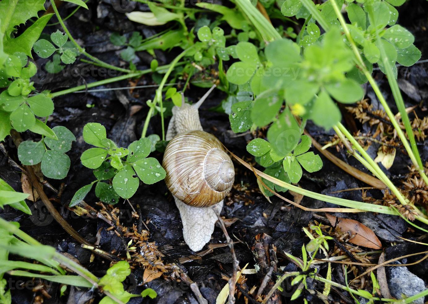 grote tuinslak in schelp kruipend op natte weg, haast je naar huis foto