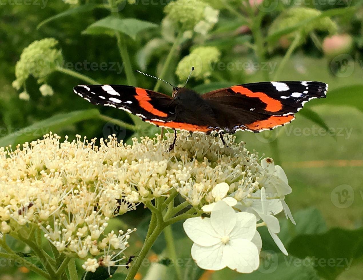 grote zwarte vlinder monarch loopt op plant met bloemen foto