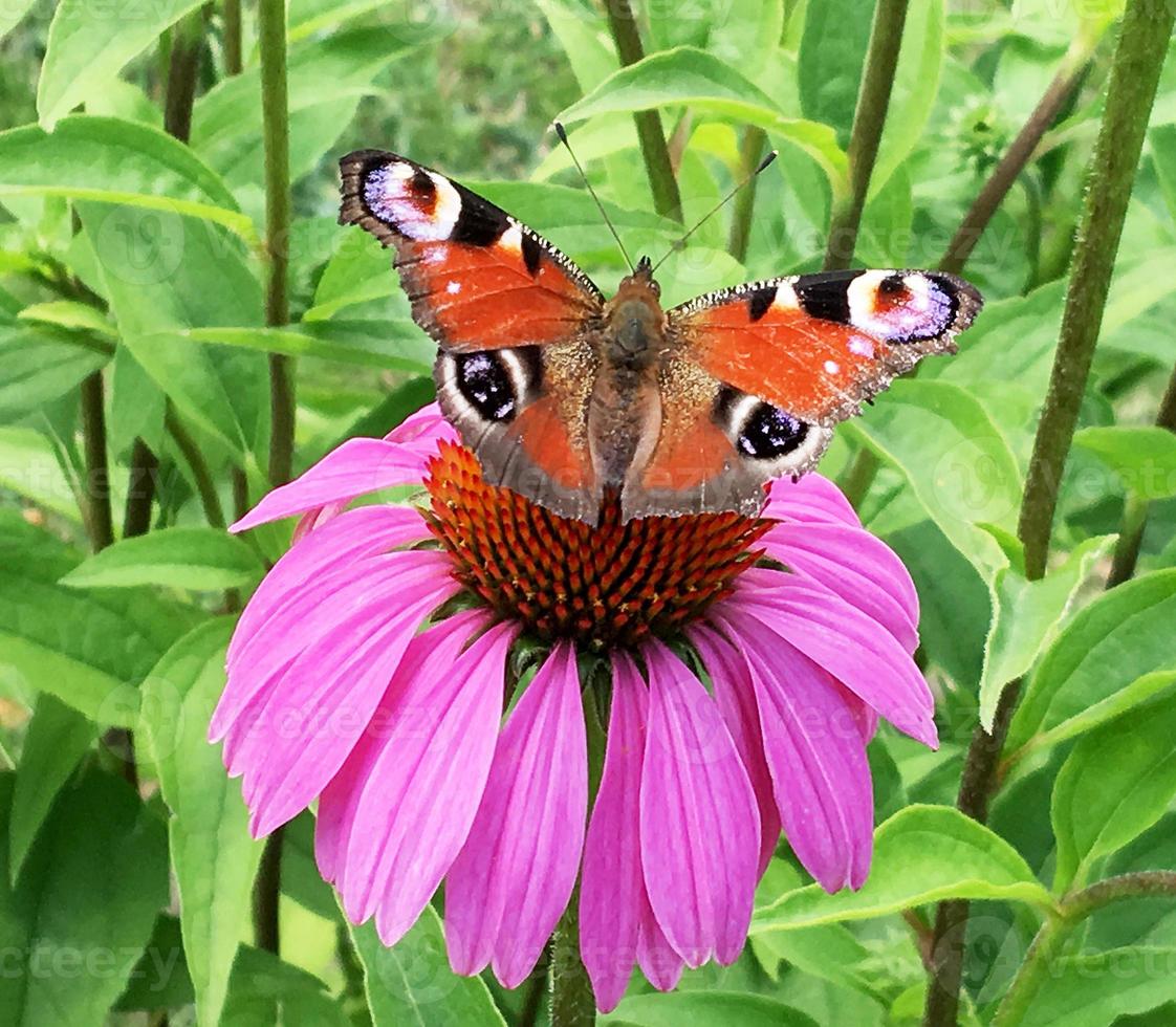 grote zwarte vlinder monarch loopt op plant met bloemen foto