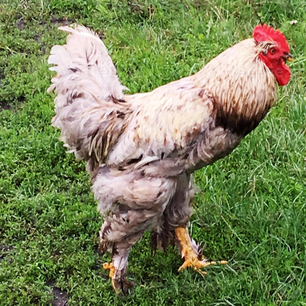 vogel haan op zoek naar voedsel in groen gras foto