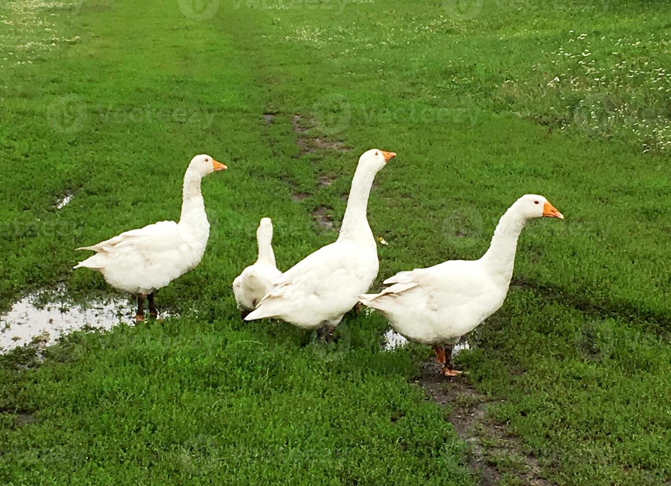 familie van witte dieren ganzen gaan water drinken foto