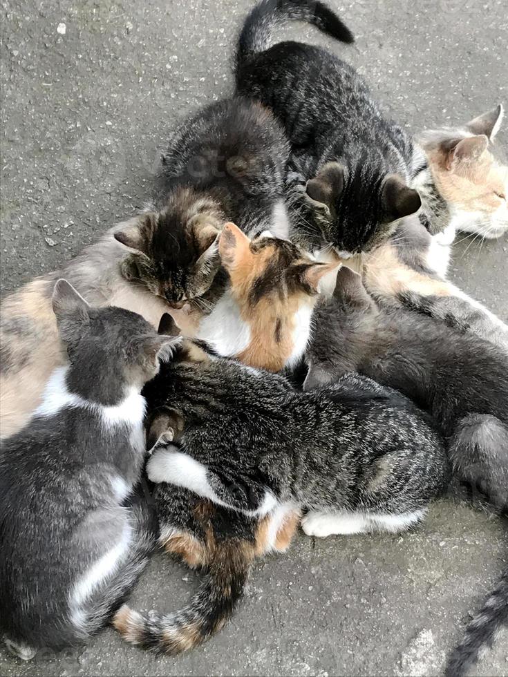 grappig schattig gestreept korthaar katje, mooie kattenzitting van glimlachen foto