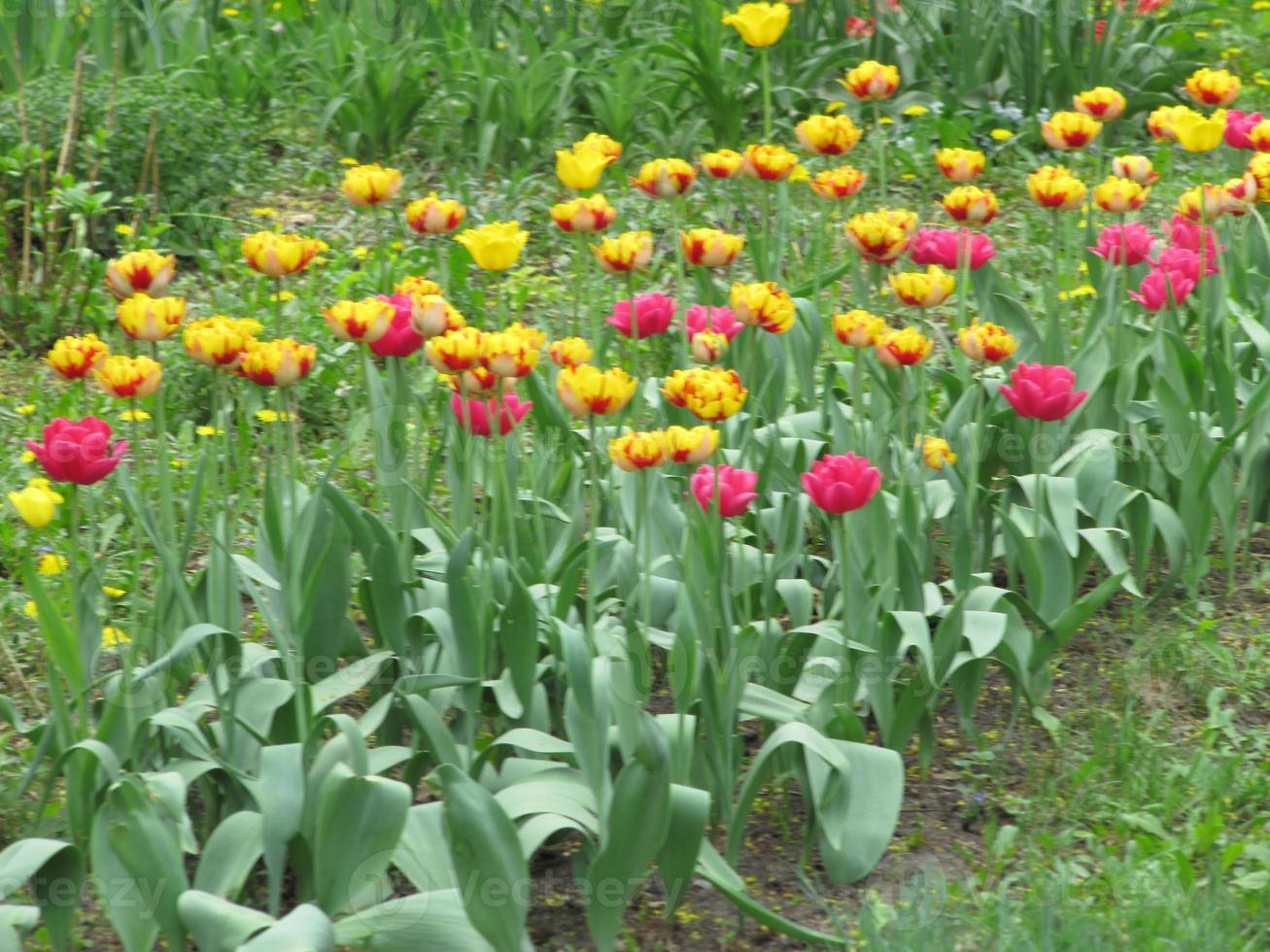 bloeiende rode bloemtulp met groene bladeren, levende natuur foto