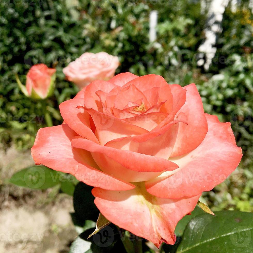 bloeiende bloem roos met groene bladeren foto