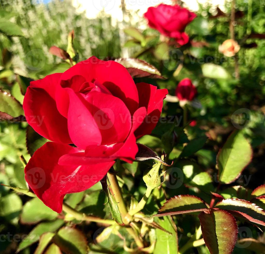 de kleurrijke foto toont bloeiende bloemroos