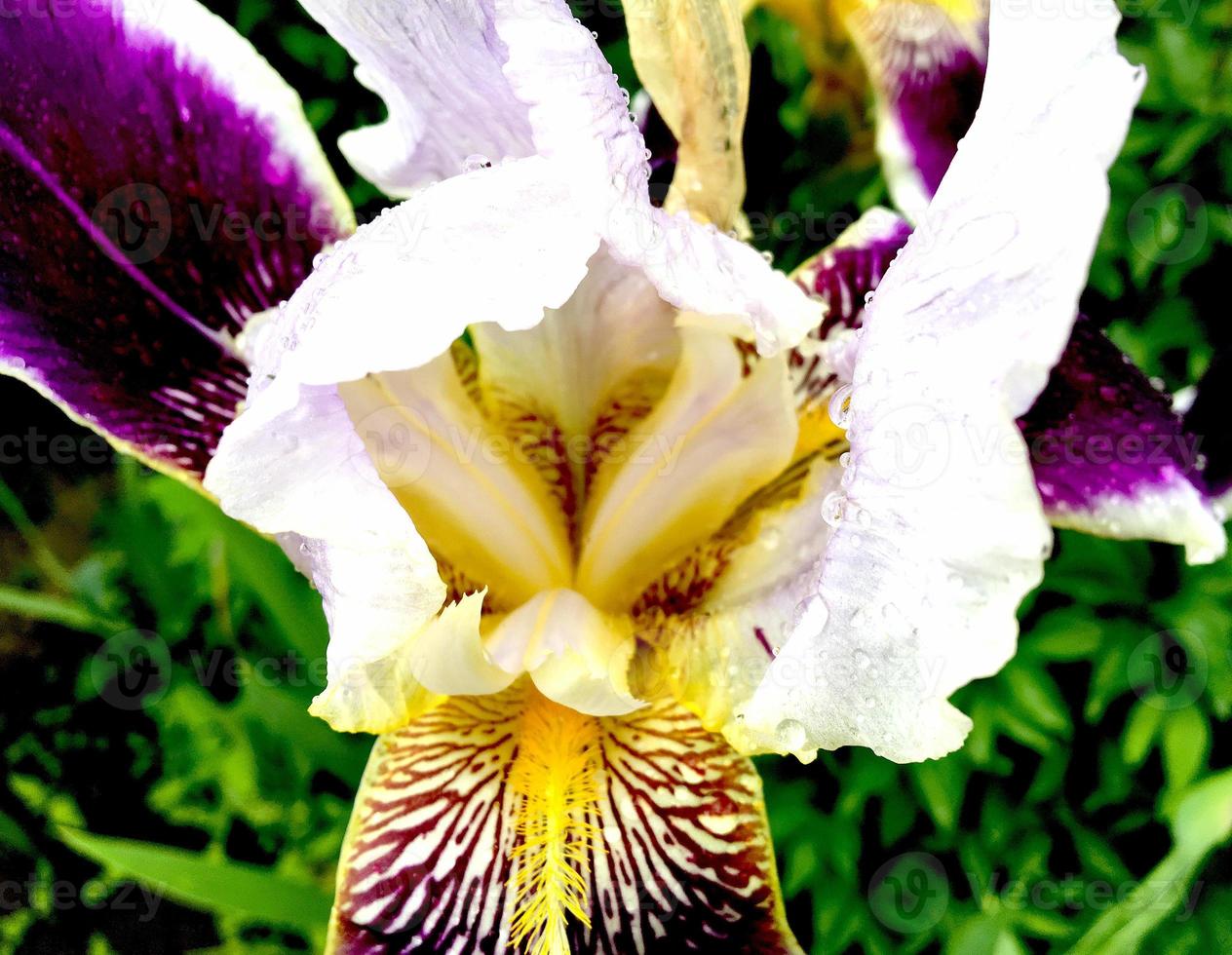 bloeiende bloem met bladeren, levende natuurlijke natuur foto