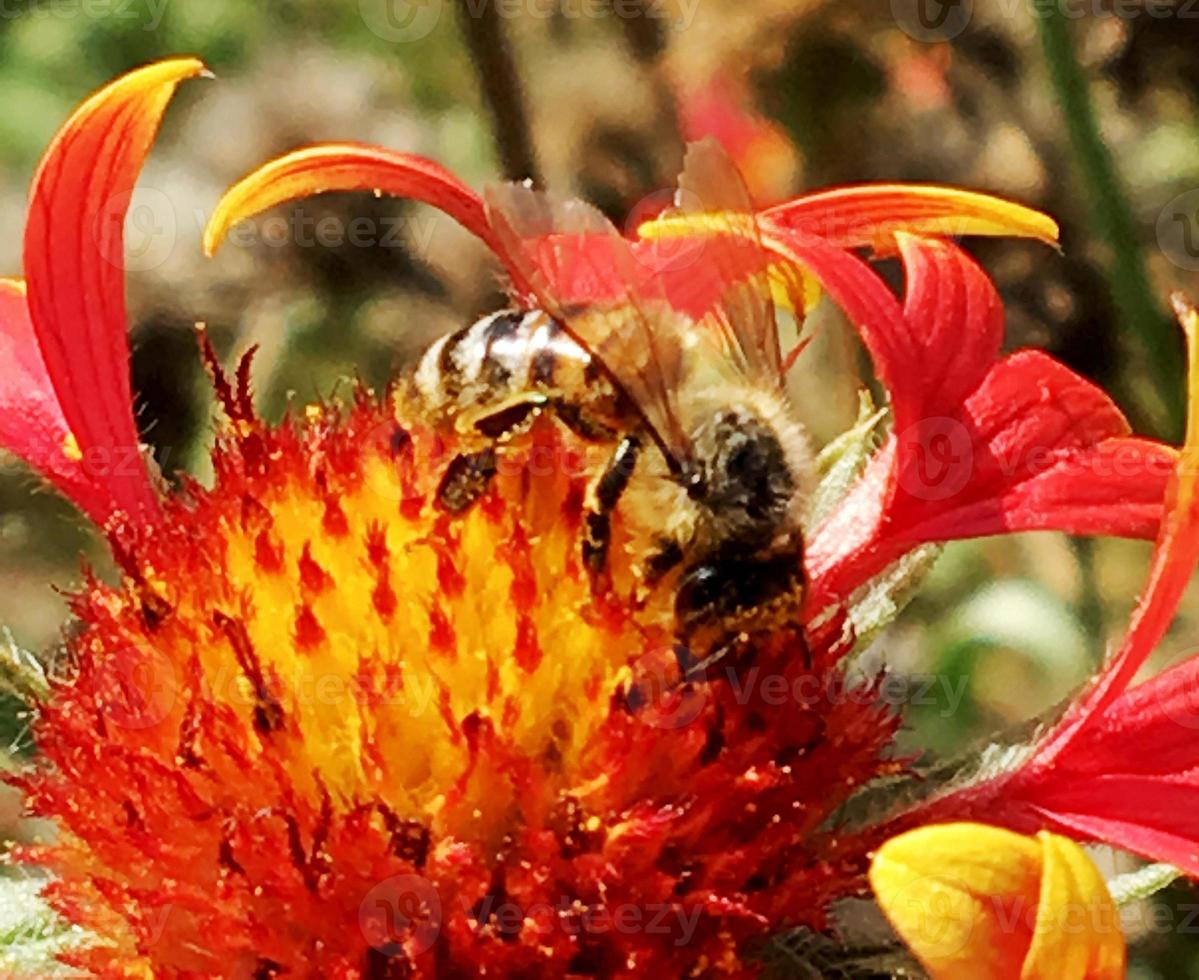 bij vliegt langzaam naar de plant, verzamel nectar voor honing foto