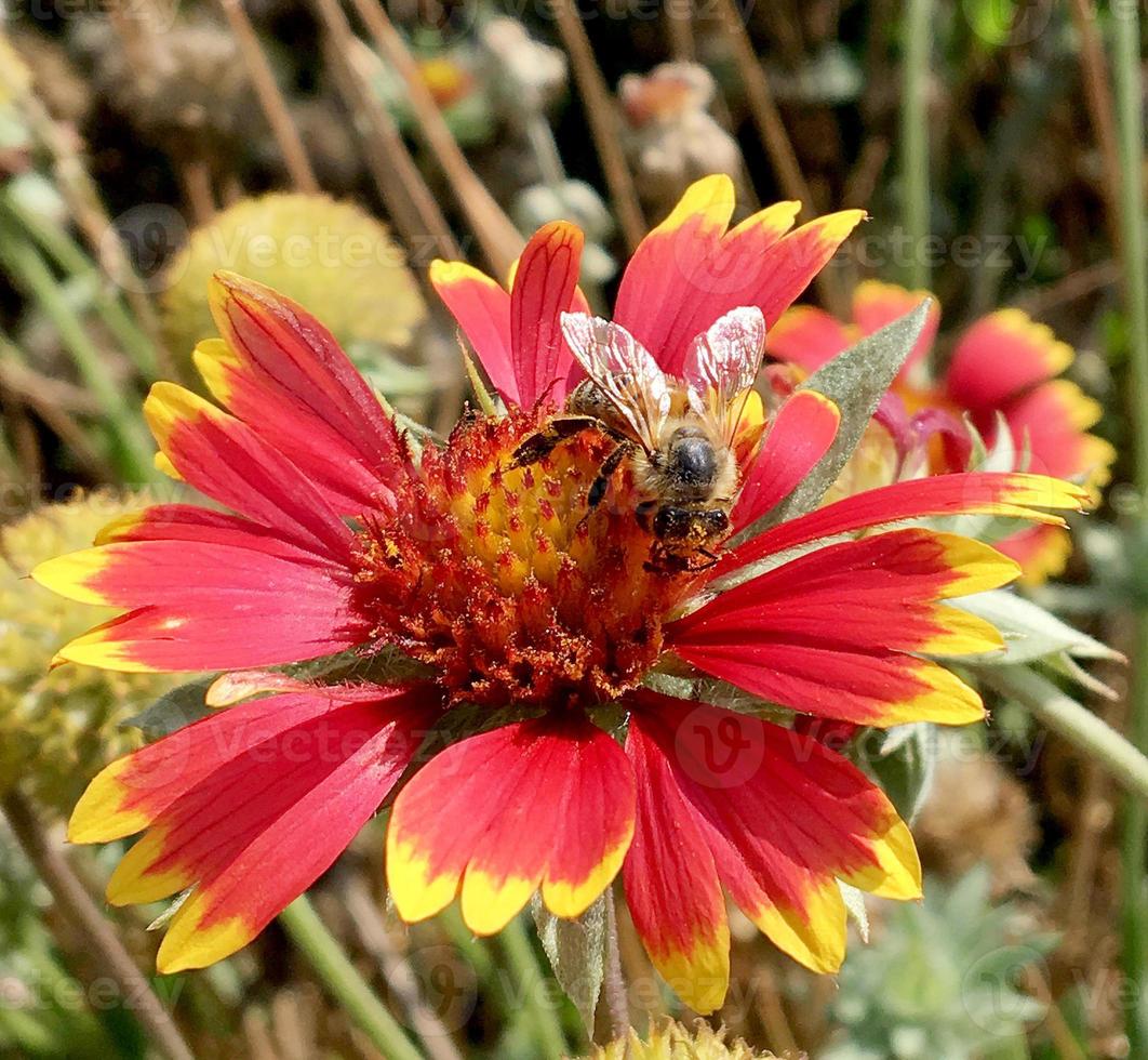 bij vliegt langzaam naar de plant, verzamel nectar voor honing foto