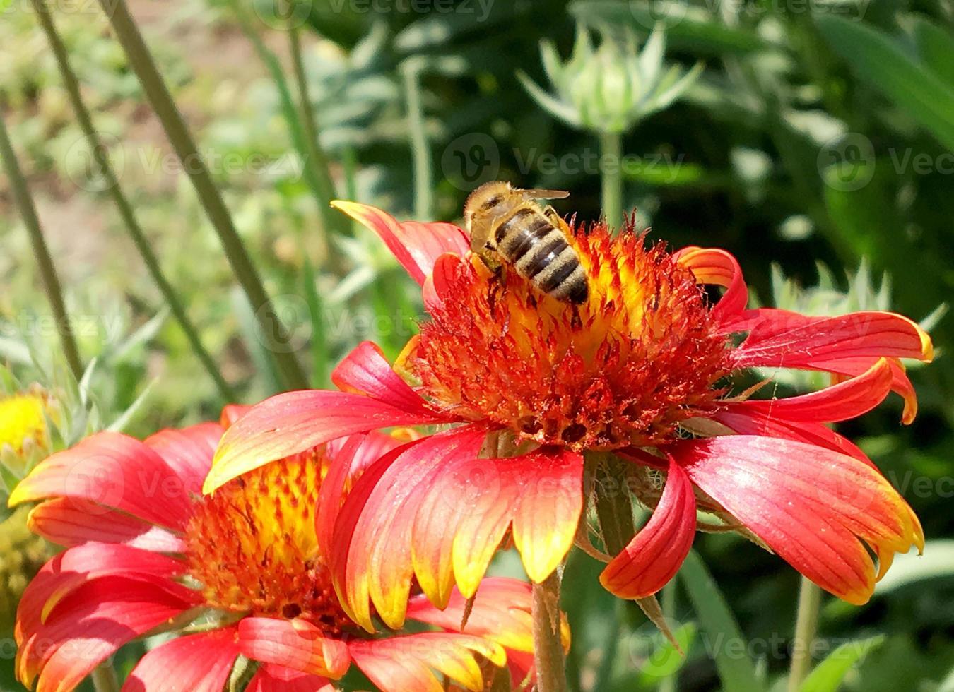 bij vliegt langzaam naar de plant, verzamel nectar voor honing foto