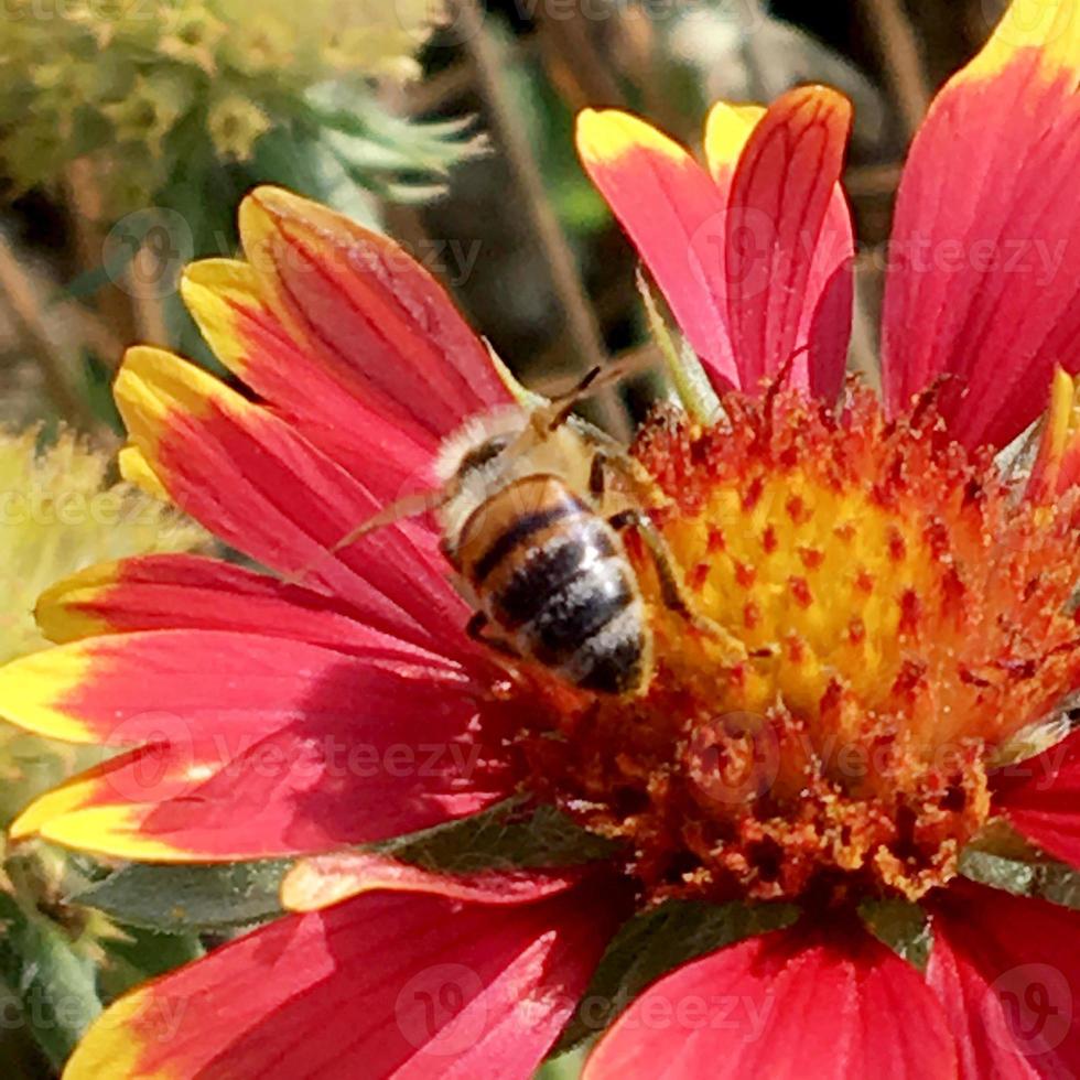 bij vliegt langzaam naar de plant, verzamel nectar voor honing foto