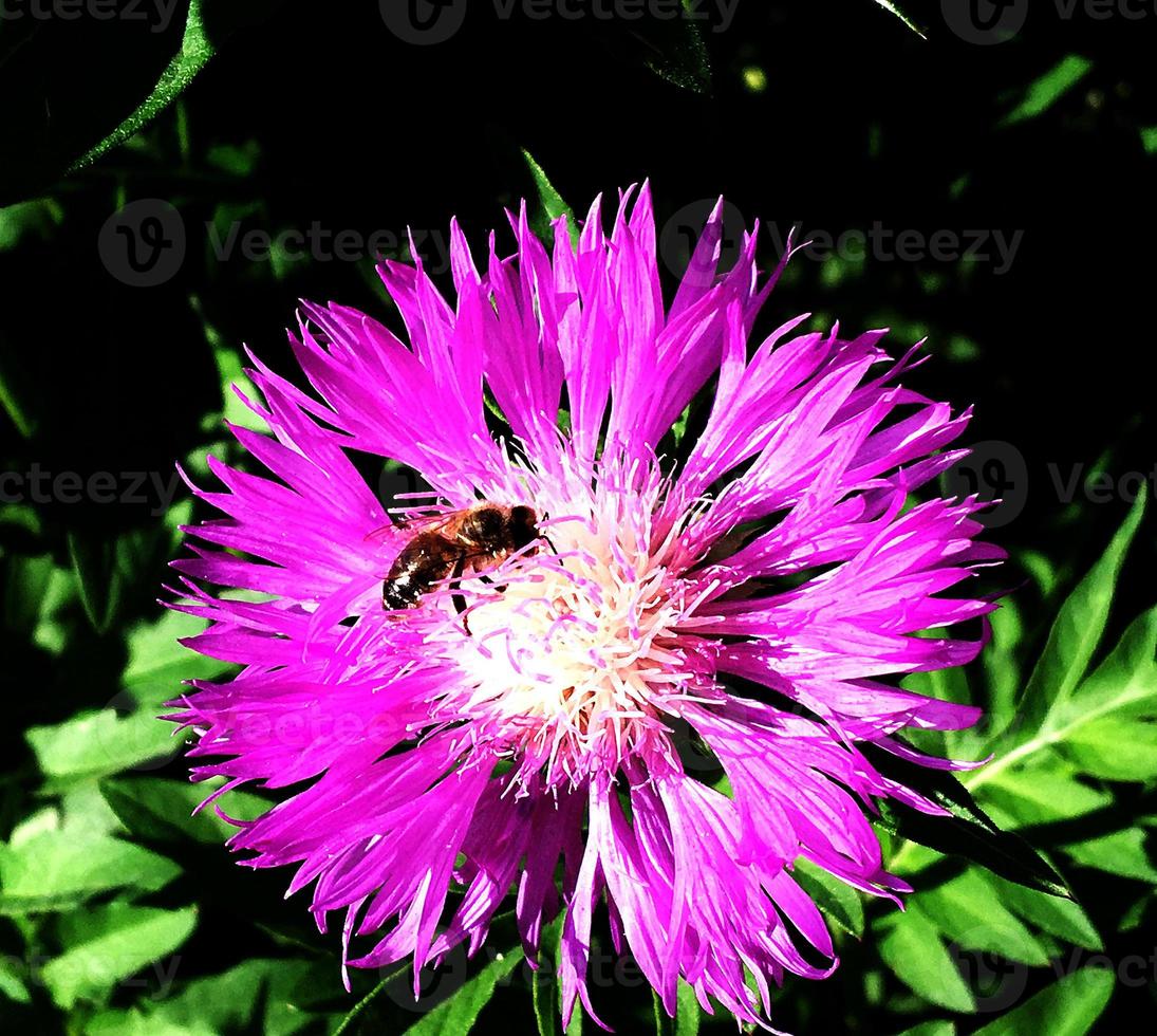 gevleugelde bij vliegt langzaam naar de plant, verzamel nectar voor honing foto