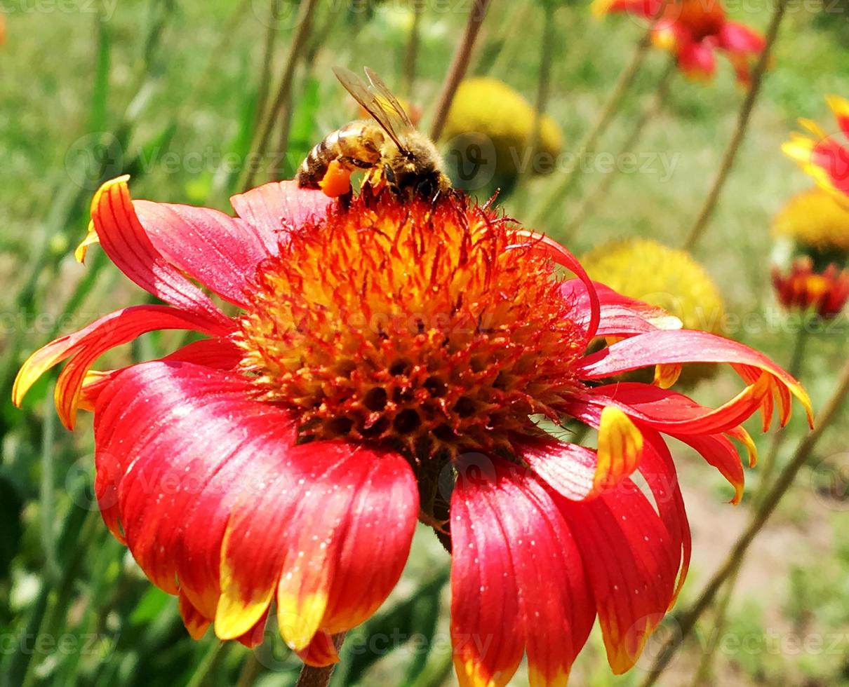 gevleugelde bij vliegt langzaam naar de plant, verzamel nectar voor honing foto