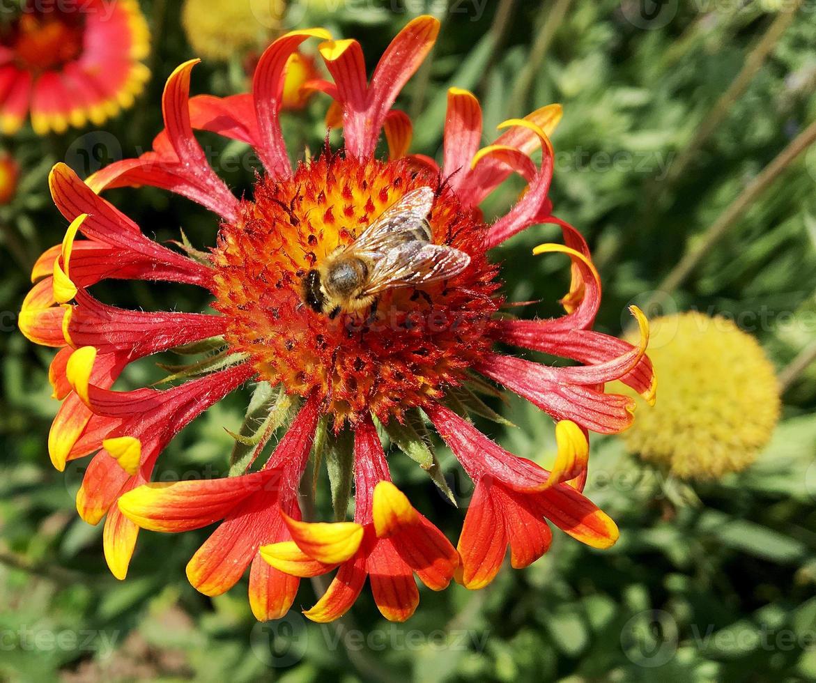 gevleugelde bij vliegt langzaam naar de plant, verzamel nectar voor honing foto