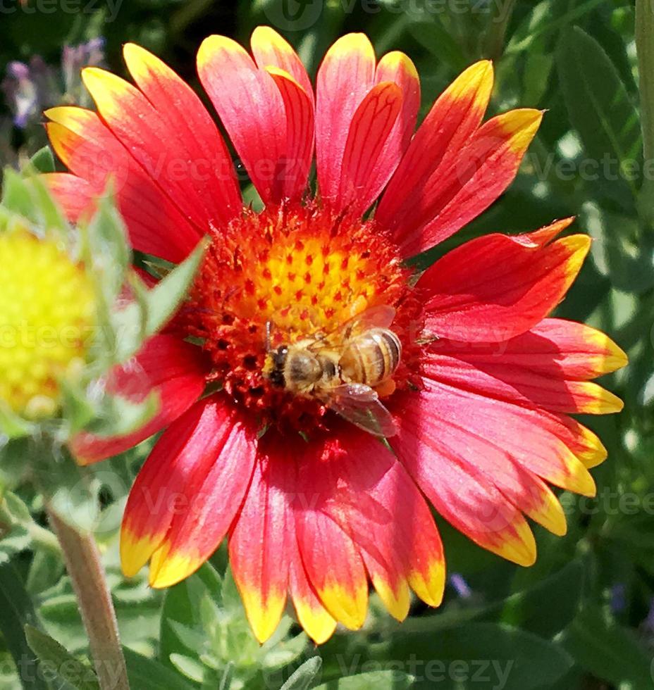 gevleugelde bij vliegt langzaam naar de plant, verzamel nectar voor honing foto