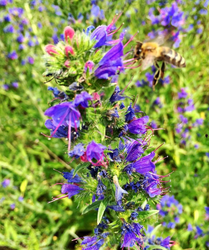 gevleugelde bij vliegt langzaam naar de plant, verzamel nectar voor honing foto