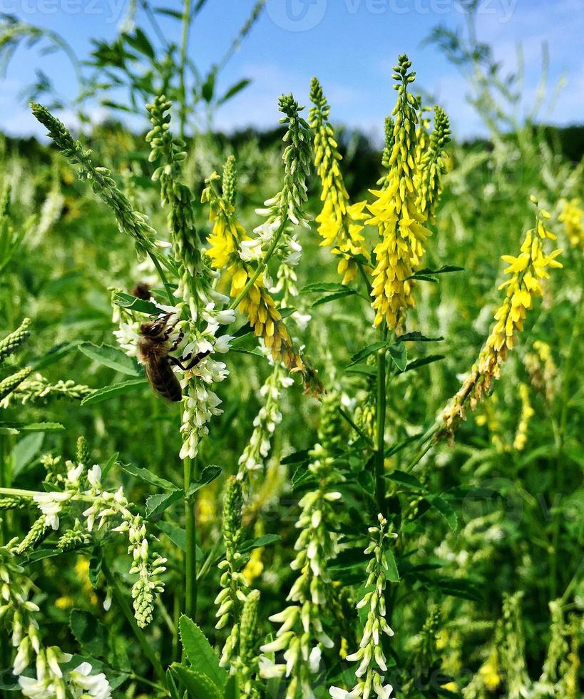 gevleugelde bij vliegt langzaam naar de plant, verzamel nectar voor honing foto