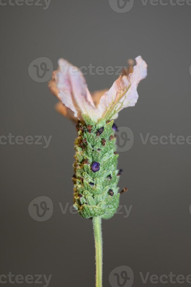 aromatische plant bloesem close-up lavandula stoechas familie lamiaceae foto