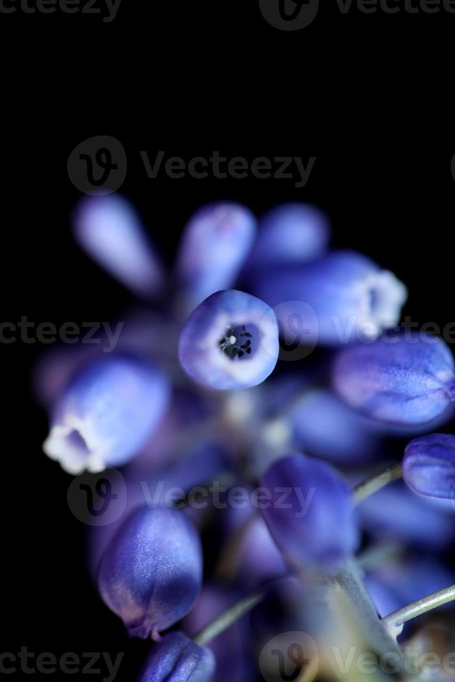 bloem close-up muscari negatieum familie asparagaceae moderne prints foto