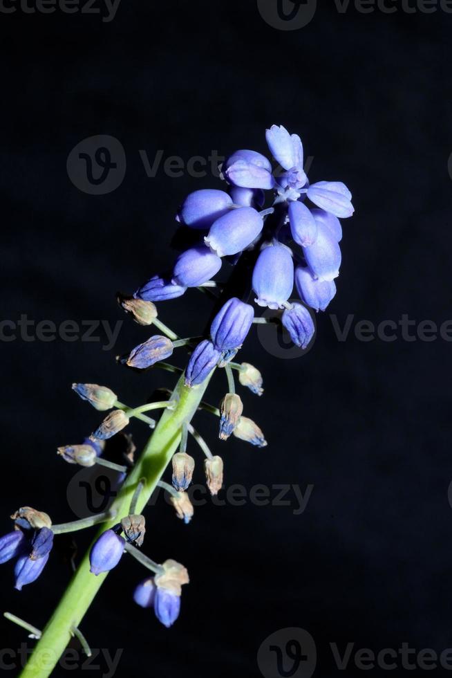 bloem close-up muscari negatieum familie asparagaceae moderne prints foto