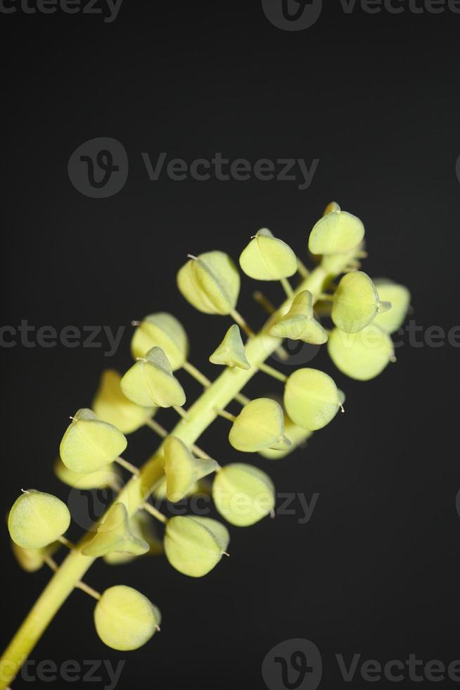 wilde bloem vruchten muscari negatieum familie asparagaceae moderne print foto