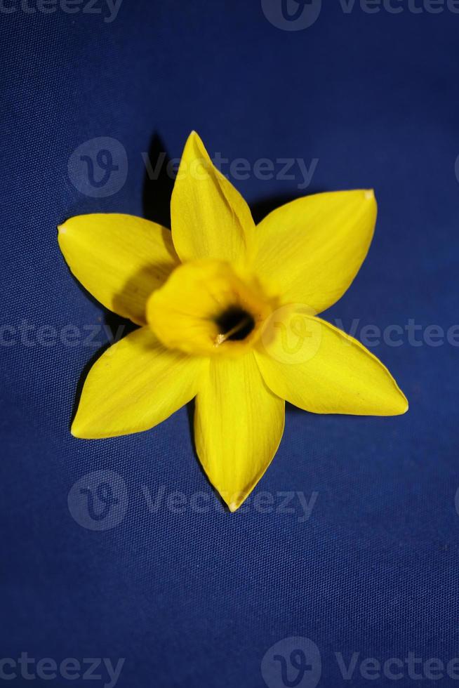 narcis bloem close-up gele rivier familie amaryllidaceae modern foto