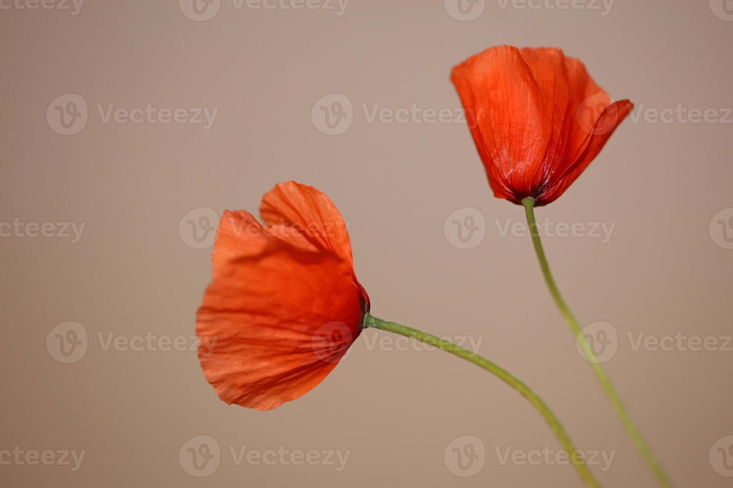 bloem bloesem close up papaver familie papaveraceae botanische prints foto