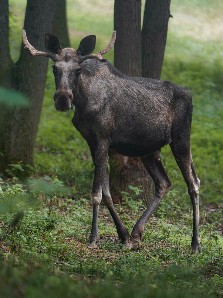 portret van eland in dierentuin foto