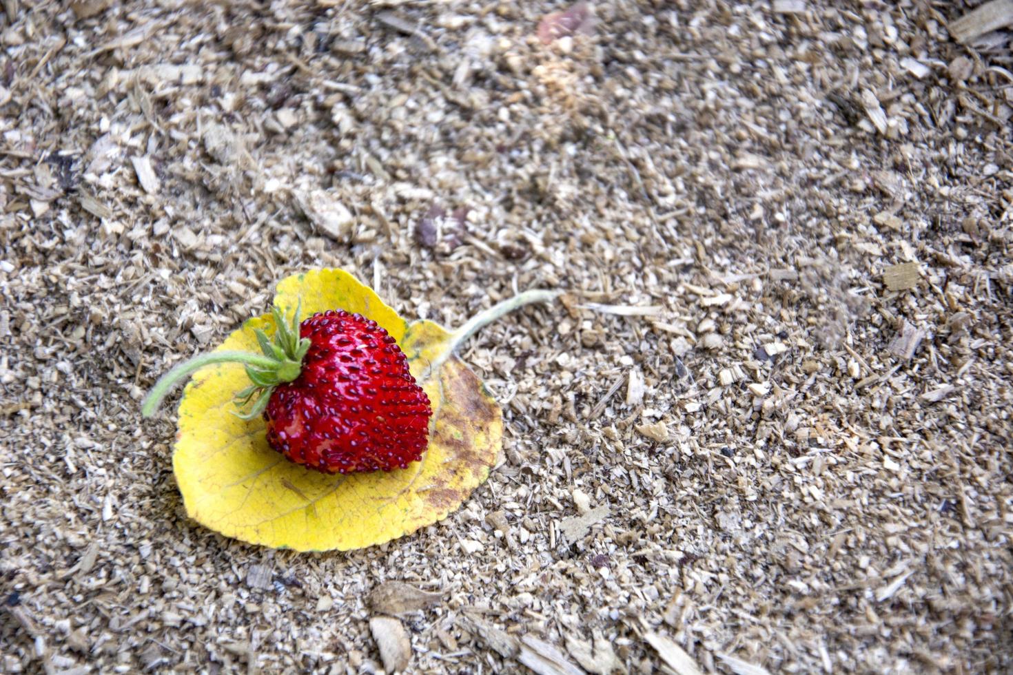 rijpe aardbeien op een geel blad. bes natuurlijke achtergrond. foto