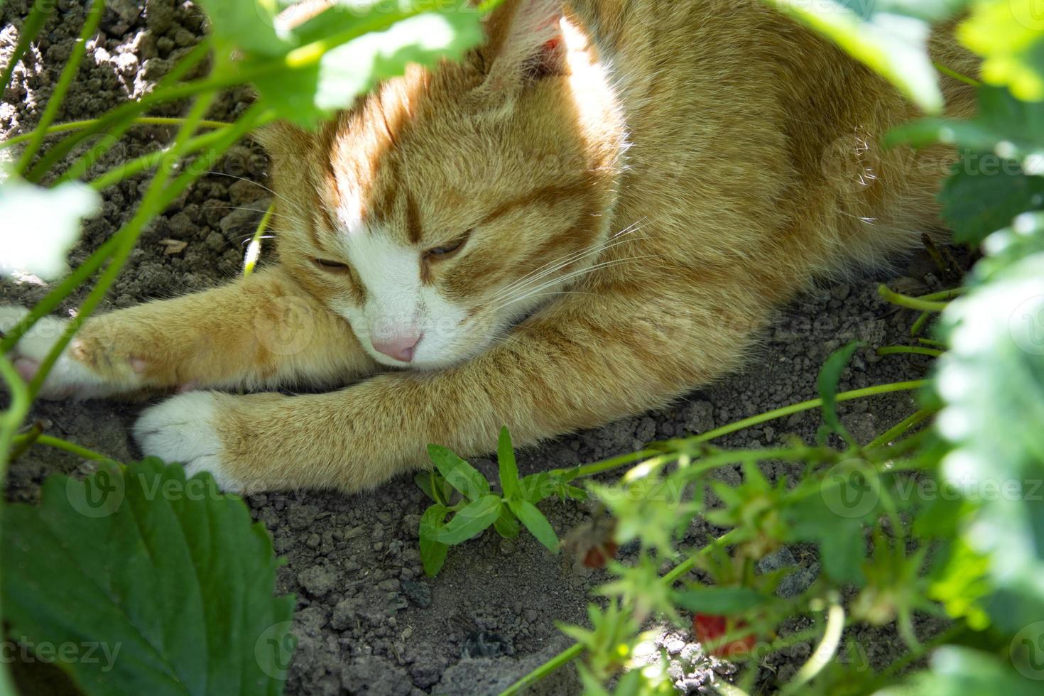 een gemberkat verstopt zich voor de hitte onder het gebladerte van een aardbei foto