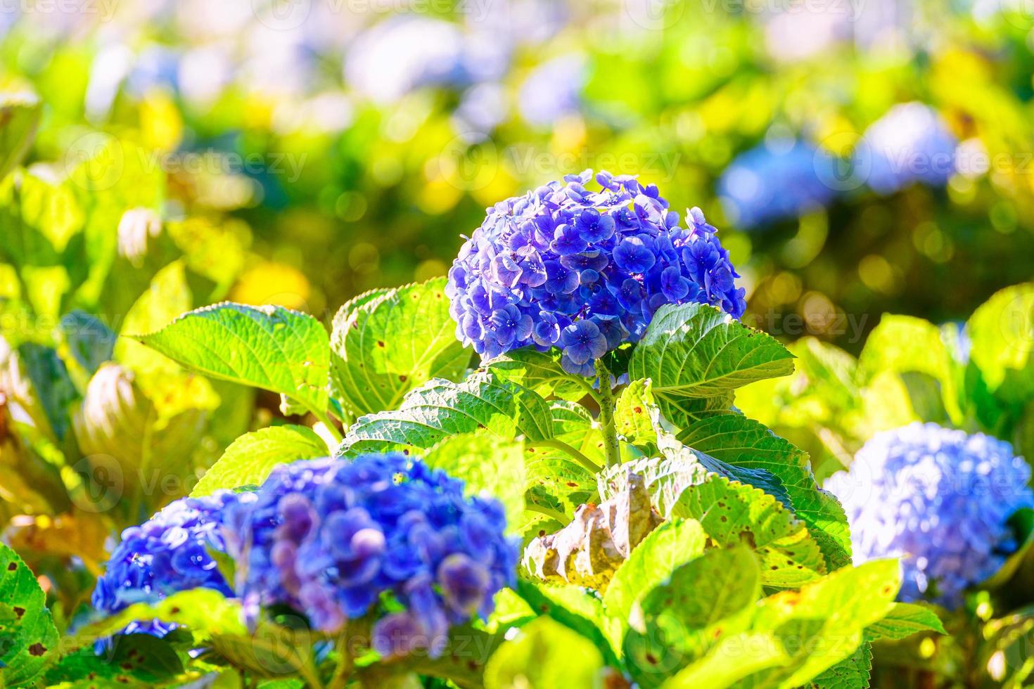 bloeiende blauwe hortensia's bloemen in de tuin. foto