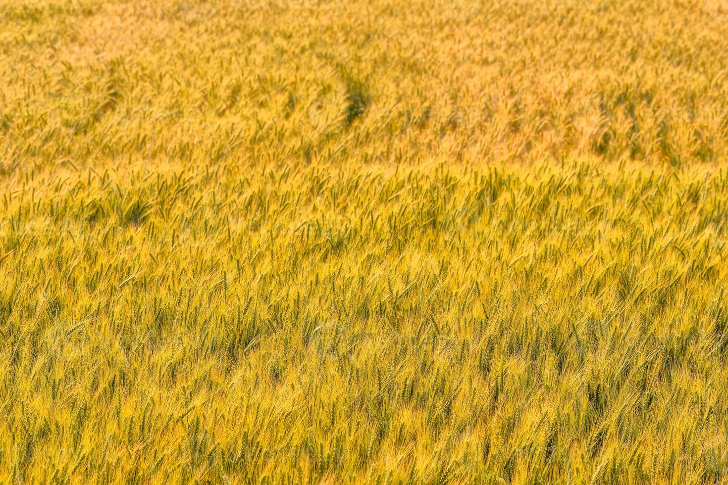 gele graan klaar voor oogst groeien in een tarweveld. foto