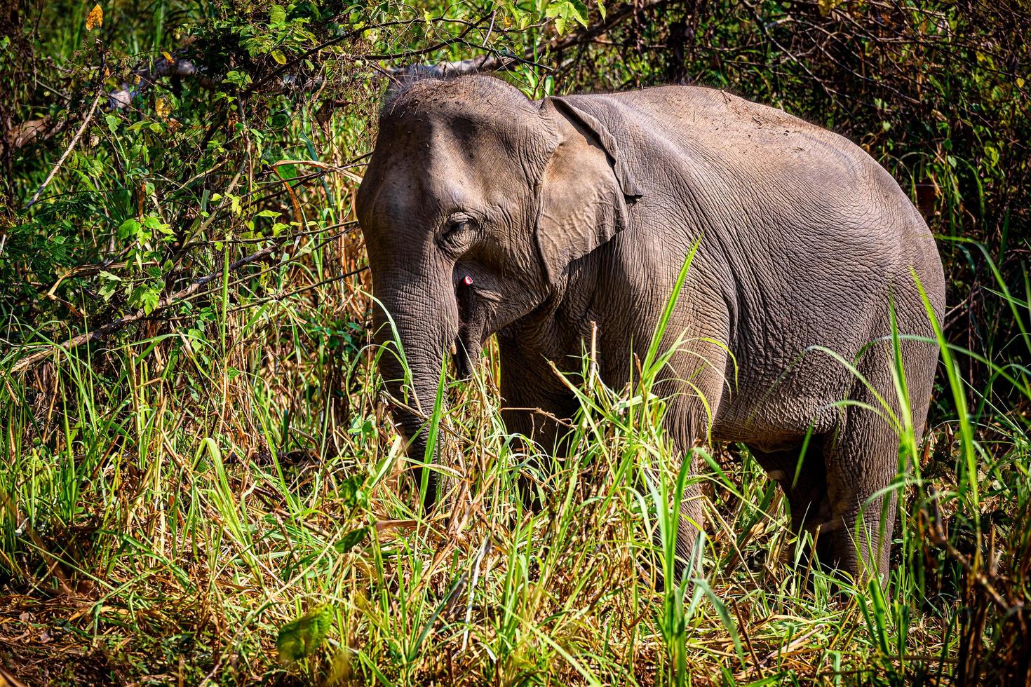 aziatische olifant het is een groot zoogdier. foto