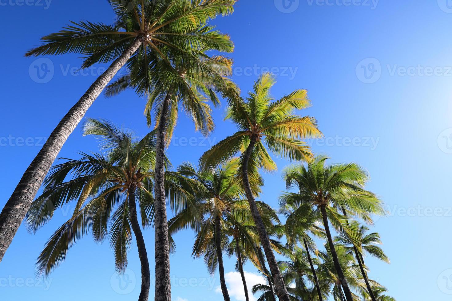 prachtig landschap van het eiland Hawaï, de kust van Kohala foto