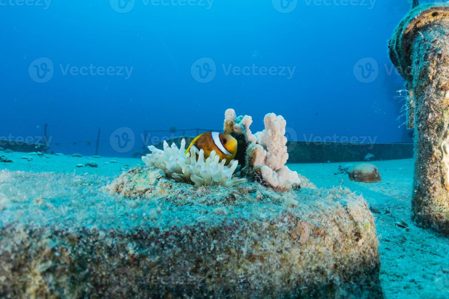 koraalrif en waterplanten in de rode zee, eilat israël foto