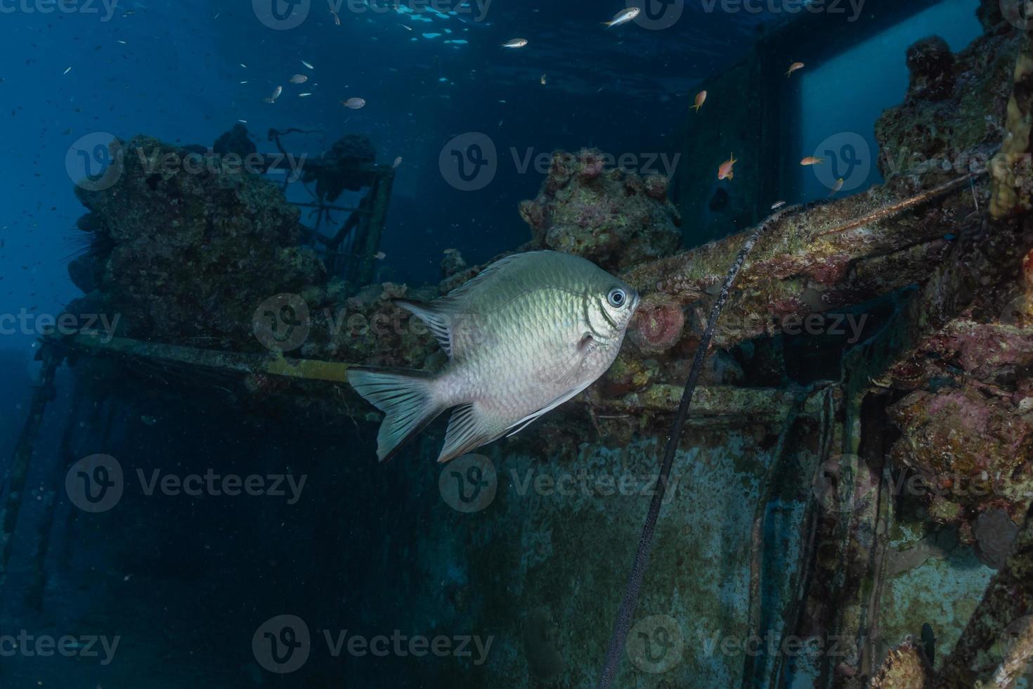 vissen zwemmen in de rode zee, kleurrijke vissen, eilat israel foto